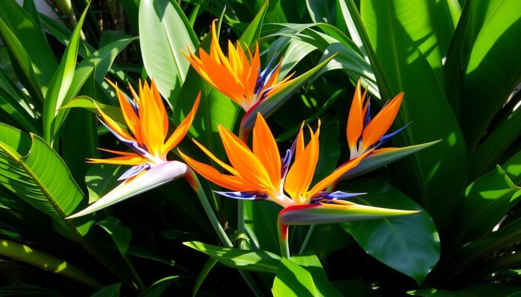 birds of paradise flowers