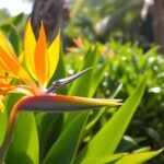 Birds of Paradise Plant: Tropical Beauty for Your Home