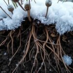 Do Roots Grow in Winter? Expert Answers and Care Tips