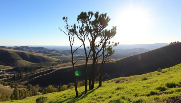 are skinny pine trees good to plant in temecula ca