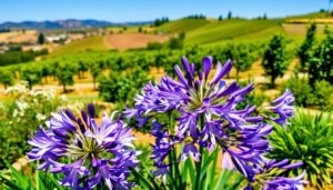 Read more about the article Do Agapanthus Do Well in Temecula CA? Expert Gardening Tips