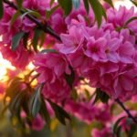 Flowering Peach Tequila Sunrise Tree: A Colorful Delight