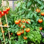 How to Keep Tomato Plant from Getting Too Tall: Top Pruning Tips